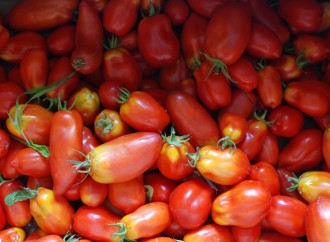Cibo salute libertà