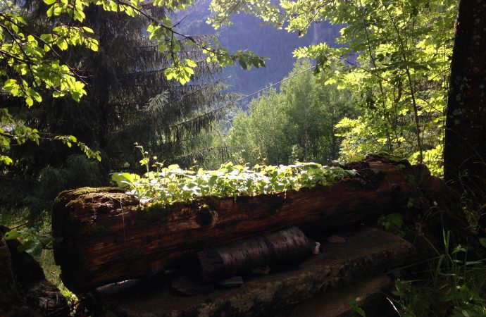Foresta antistress