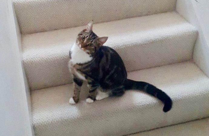 CAT coaching a tema