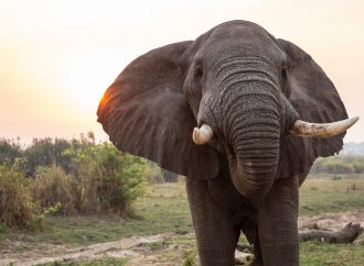 Coaching e elefanti