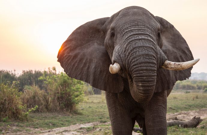 Coaching e elefanti