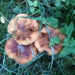 Raccogliere i frutti