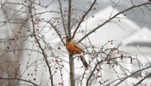 Raccoglimento, la magia dell’inverno